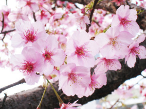 桜3-300x225.jpg